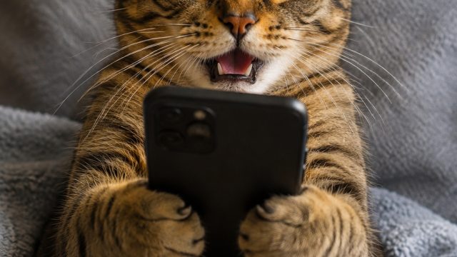 Paws and Laughs: The Ultimate Cat Memes to Brighten Your Day